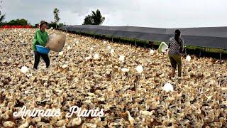 The duck | How are millions of duck eggs created?.Duck laying cycle.Animals Plants