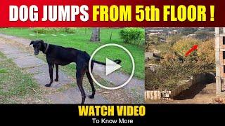 IMPRESSIVE !! Dog Jumps from 5th floor , and then seen walking normally | Watch Video