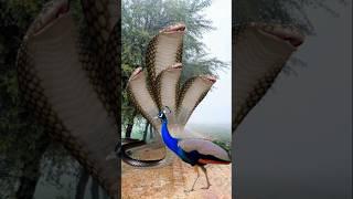 Hungry peacock and snake view #wildlife #trend #peacock