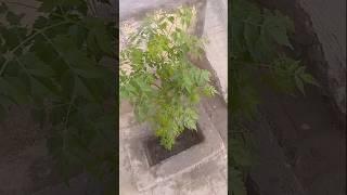 Ghar ke bahar pode lagane ka tarika#garden #tree #love #viralvideo #plantatree #treesplease