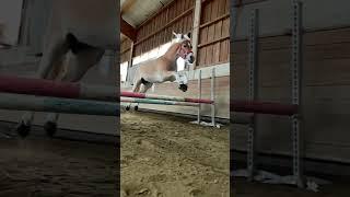 Schau dir jetzt unsere anderen Videos an ‍️. #pferd #horse #haflinger #pony #pferde