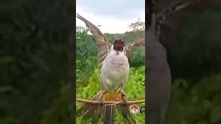 GARUDA SAAT BURUNG KUTILANG LIAR DATANG Pikat Di Kota Lubuklinggau #kutilangpikat