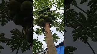 satisfying beautiful Nature rural life #naturelife#viral#short