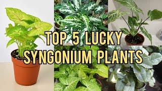 Top 5 Lucky Syngonium Plants for Abundance and Prosperity