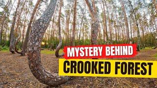 4 Surprising Theories: Why Those Trees Are Crooked!