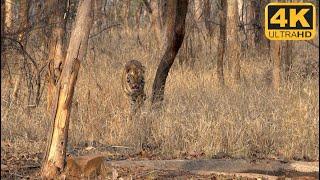 The male cub of tigress P141 from Panna cautiously approaches a waterhole to quench his thirst