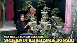 CEK HARGA BONSAI BERSAMA SRIKANDI KHARISMA BONSAI JEMBER DISEKOLAHIN S3 PERBONSAIAN