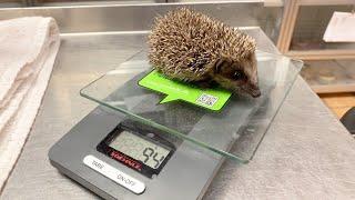 Was Igel zum Überwintern brauchen | SWR | Landesschau Rheinland-Pfalz