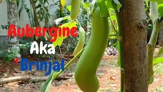 Harvesting of Aubergine | Growing and Harvesting of eggplant