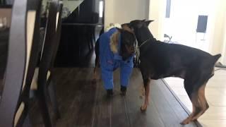 Funny Silly Doberman