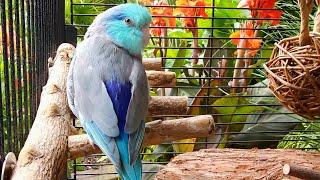 Parrot TV  Relax To Singing Birds & Nature Sounds  Parrotlet Sounds  10 Hours