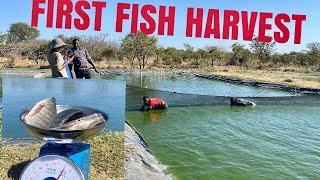 FIRST FISH HARVEST | NILE TILAPIA POND FARMING
