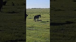 Выздоровление кобылы после задержки последа. #horses #лошади