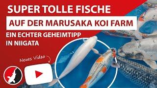 Super tolle Fische auf der Marusaka Koi Farm - Ein echter Geheimtipp in Niigata!