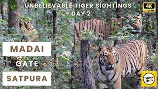Tiger Safari in Madai Satpura National Park Core Area - Day 2 | Sleeping Tiger Suddenly Wakes Up