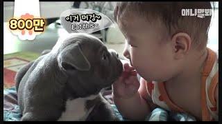 사람 아기 셋과 개 아기 둘이 모이면.. ㅣ 3 Kids, 2 Dogs.. When babies take care of puppies LOL