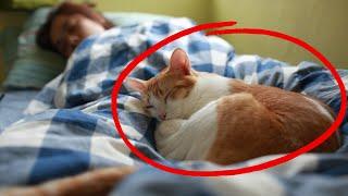 Why Does Your Cat Sleep With You? - What Your Cat's Sleep Spot Reveals About Your Connection