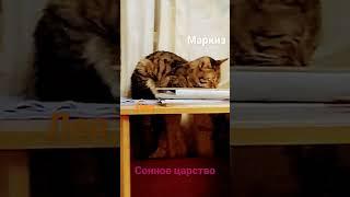 сонное царство