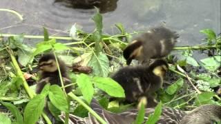 Ænder, and med ællinger, ducks with ducklings