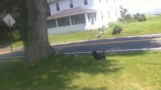 Training the Scottish Terrier (part 1)