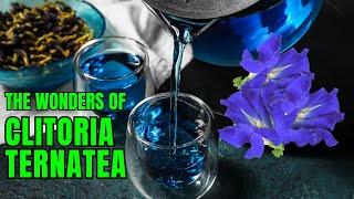 Fascinating Facts about Clitoria Ternatea