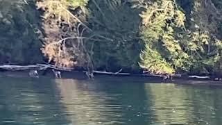 3 musketeers found in the Anderson island WA | What ??? #UNO TV