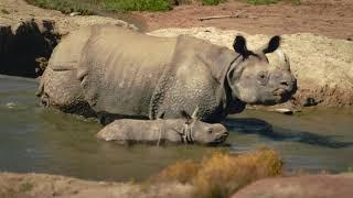 Welcome Back to the Wild - San Diego Zoo Safari Park