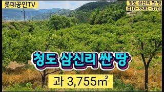 NO.340. 청도 싼 과수원 3,755㎡(1136) 현재감나무밭,차량진입