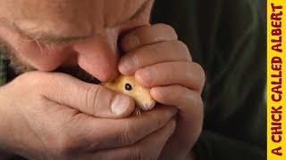 Raising 3 Baby Squirrels That Got Kicked Out By Hand