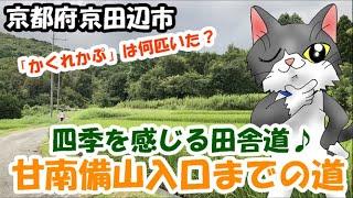 四季を感じる田舎道【京都府京田辺市　甘南備山入口までの道】を、お散歩ニャ️ 9月のおさんぽ Summer scenery unique to Japan-Kyotanabe City