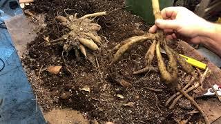 How to Grow Dahlia  - A Great Beginner Plant