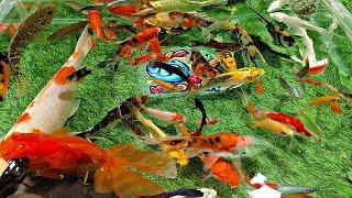 Unboxing Aquarium Ornamental Fish, Betta Fish, Glofish, Koi Fish, Goldfish, Lobster, Turtle