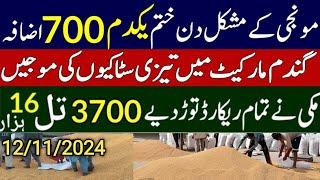 Today Wheat price in punjab//گندم کا ریٹ 2024/munji makki till sarso/Galla mandi rate today