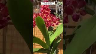 Order Exotic Orchid Plants Online #orchid #flowers #orchidgrowers #gardening #plants #orchidcare