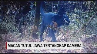 Penampakan 3 Ekor Macan Tutul Jawa Terekam Kamera