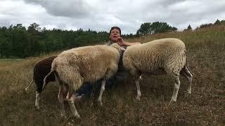 Das Schafjahr: Im Sommer gibt es Milch und Käse