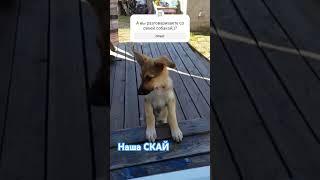 А кто твой любимый собеседник? с #shorts #собака #sky #dog Лучший собеседник