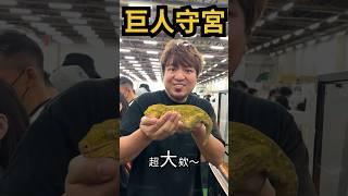 台灣爬蟲祭！準備入大坑！錢包準備破洞啦～#台灣爬蟲祭
