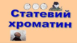 СТАТЕВИЙ ХРОМАТИН, ТІЛЬЦЯ БАРРА