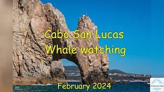 Whale watching tour at Cabo San Lucas Mexico