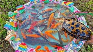 Finding colorful ornamental fish in the pond, koi fish, big catfish, betta fish, turtles.part849