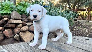 Pure Dogo - Light Blue Male Puppy from Mambo x Nikita Dec 2021 Litter
