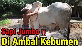 Sapi Muda Menyala‼️Di Ambal Kebumen 