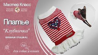 Платье для собаки спицами, diy dress for dog