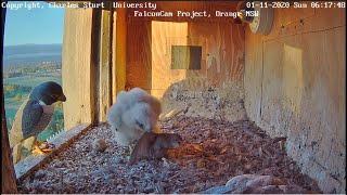 A falcon chick gets a live bird that screams for ten minutes he chased her in the nest ~ Nov 1, 2020