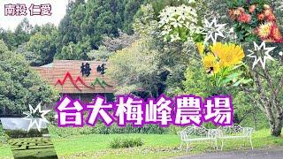 2024 -8 南投 仁愛 台大梅峰農場/要預約購票才能參訪的秘境/四季不同美景/賞花採果生態之旅