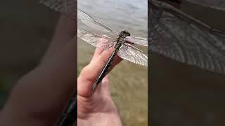 Dragonfly - Cochrane Ontario