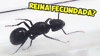 Como SABER si mi Hormiga Reina esta Fecundada