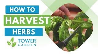 How to Harvest Herbs in Your Tower Garden®