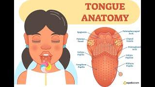 GROSS ANATOMY OF THE TONGUE  MBBS NAIJA